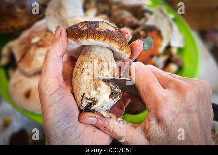 Ein frisch im Wald gesammelter Steinpilz Boletus edulis wird geputzt. Im Erzgebirge hat die Pilzsaison begonnen, nach dem feuchten Wetter der letzten Tage wachsen jetzt viele Pilze. Steinpilze sind beliebte Speisepilze. Annaberg-Buchholz Sachsen Deutschland *** Ein im Wald frisch gesammelter Steinpilz Boletus edulis wird gereinigt die Pilzsaison hat im Erzgebirge begonnen, nach dem nassen Wetter der letzten Tage wachsen heute viele Pilze Porcini Pilze sind beliebte Speisepilze Annaberg Buchholz Sachsen Deutschland Stockfoto