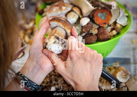 Ein frisch im Wald gesammelter Steinpilz Boletus edulis wird geputzt. Im Erzgebirge hat die Pilzsaison begonnen, nach dem feuchten Wetter der letzten Tage wachsen jetzt viele Pilze. Steinpilze sind beliebte Speisepilze. Annaberg-Buchholz Sachsen Deutschland *** Ein im Wald frisch gesammelter Steinpilz Boletus edulis wird gereinigt die Pilzsaison hat im Erzgebirge begonnen, nach dem nassen Wetter der letzten Tage wachsen heute viele Pilze Porcini Pilze sind beliebte Speisepilze Annaberg Buchholz Sachsen Deutschland Stockfoto