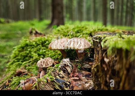 Ein Gruppe frisch aus dem Boden gewachsene Rotfußröhrlinge Xerocomellus chrysenteron, auch Ziegenlippe genannt, steht in einem Wald bei Annaberg-Buchholz. Im Erzgebirge hat die Pilzsaison begonnen, nach dem feuchten Wetter der letzten Tage wachsen jetzt viele Pilze. Der Rotfußröhrling ist ein beliebter und häufiger Speispilz. Annaberg-Buchholz Sachsen Deutschland *** in einem Wald bei Annaberg Buchholz im Erzgebirge steht die Pilzsaison nach dem nassen Wetter der letzten Tage begonnen Stockfoto