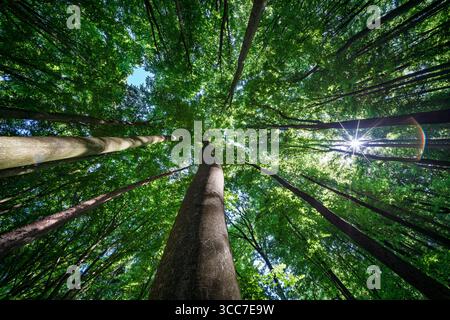 Europäischer Buchenwald, Fagus sylvatica, Baldachin mit Sonnenstrahlen Stockfoto