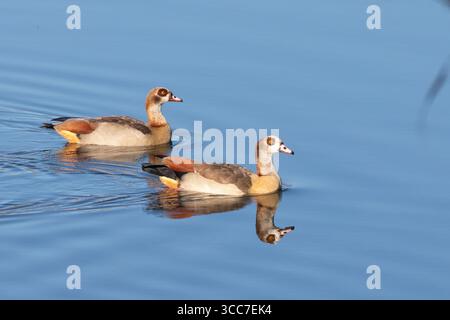 Ein Paar ägyptischer Gänse (Alopochen aegyptiaca) schwimmt am Breede River, Westkap, Südafrika bei Sonnenuntergang mit Spiegelung auf dem Wasser Stockfoto