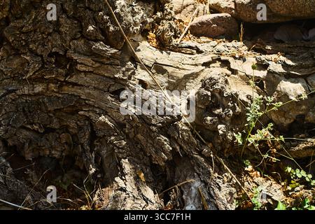 Detaillierte Nahaufnahme einer rauen Baumrinde mit Rissen, Rillen und Knoten, fotografiert in Boshkyzylsay, Usbekistan, Juli 2025. Stockfoto