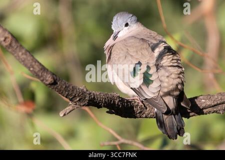 Smaragdfleckige Holztaube (Turtur chalcospilos), Levuvhu River, Parfuri, Südafrika, hoch im Flusswald Stockfoto
