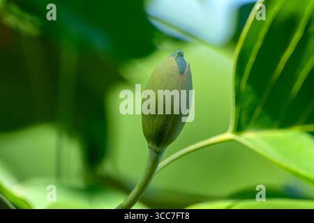 Nahaufnahme Bud Eines Liriodendron tulipifera Stockfoto