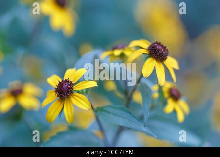 Rudbeckia trilobata blüht auf grün-blauem Hintergrund mit geringer Schärfentiefe. Stockfoto