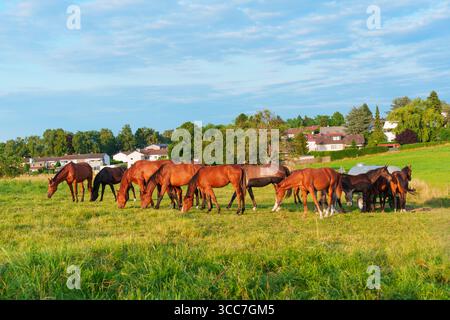 Gruppe von Pferden, die friedlich auf einem üppigen grünen Feld in Rossdorf weiden, mit malerischen Häusern und Bäumen im Hintergrund während der goldenen Stunde. Stockfoto