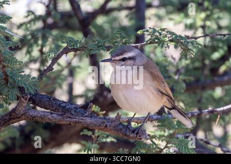 Kalahari Scrub Robin / Kalahari Scrub-robin (Cercotrichas paena) im Acacia Forest, Mokala National Park, Kimberley, Südafrika Stockfoto