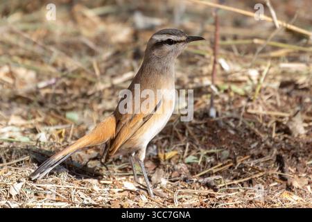 Kalahari Scrub Robin / Kalahari Scrub-robin (Cercotrichas paena) auf dem Boden, Mokala National Park, Kimberley, Südafrika Stockfoto