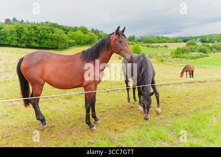 Aus nächster Nähe sehen Sie zwei Pferde auf einer üppig grünen Weide mit sanften Hügeln und einer ruhigen Landschaft unter bewölktem Himmel in Rossdorf, Deutschland. Stockfoto