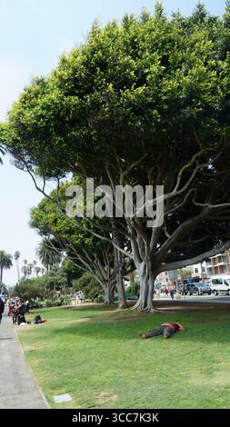 Majestätische Ficus-Bäume mit weitläufigen Zweigen bieten Schatten im Palisades Park, Santa Monica, Kalifornien Stockfoto