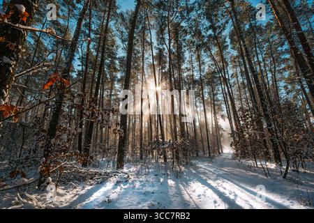 Winterwald Sonnenlicht schneebedeckte Bäume. Malerische Aussicht auf hohe Kiefern mit Sonnenstrahlen, die an einem kalten Tag durch Äste strahlen, was ein ruhiges natürliches bad schafft Stockfoto