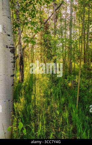 Ein sonnendurchfluteter Pfad schlängelt sich leise durch einen Wald aus schlanken Espenbäumen, deren weiße Rinde und grüne Blätter im warmen Licht des frühen Abends leuchten. Stockfoto