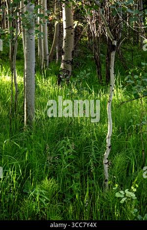 Sanftes Sonnenlicht filtert durch einen Aspenhain und wirft Licht über den üppig grünen Waldboden in einem ruhigen Bergschutzgebiet. Stockfoto