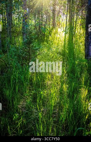 Das frühe Sonnenlicht strömt durch schlanke Aspen-Stämme und erhellt einen Pfad aus frischem, grünem Gras in einem friedlichen Bergwald. Stockfoto