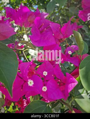 Lebendige magentafarbene Bougainvillea-Blüten aus nächster Nähe mit kleinen weißen Zentren, umgeben von üppig grünen Blättern. Das Sonnenlicht hebt ihre intensive Farbe hervor, Stockfoto