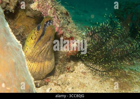 Ein Nahfoto eines gelben gefrästen Muränen mit offenem Mund, der aus einem Korallenriff blickt. Dieses Wandbild ist auch als dunkel gefleckter Muräne oder Spotface Muray bekannt und ist ein Muränen der Familie Muraenidae Stockfoto