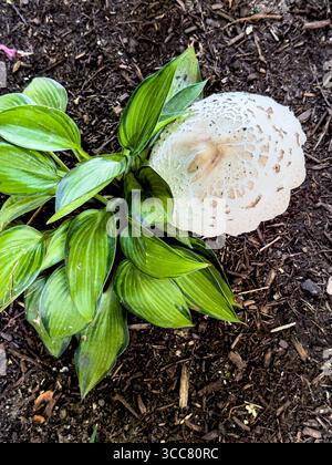 Giftiger Pilz, Chlorophyllum molybdites, bekannt als Grünspur-Schirm, Grünspur-Schirm, Falschschirm, Grünspur-Lepiota und Erbrochener Stockfoto