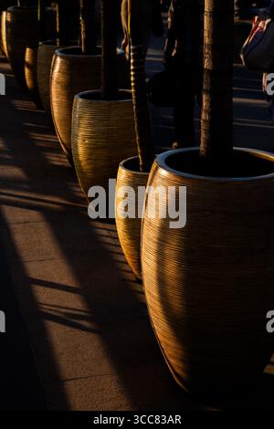 Die Golden-Hour-Sonne taucht eine Reihe von hohen Topfpalmen in große, gewebte Rattanpflanzen entlang einer gekachelten Promenade und wirft warme Schattierungen und lange Schatten Stockfoto