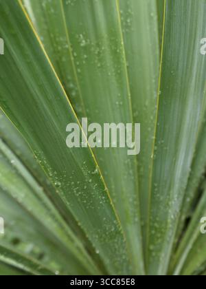 Tropische Palmenlien, bedeckt mit Regentropfen. Stockfoto