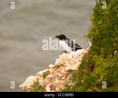 Ein Papageientaucher am Rand einer Klippe mit Blick auf das Meer. Stockfoto