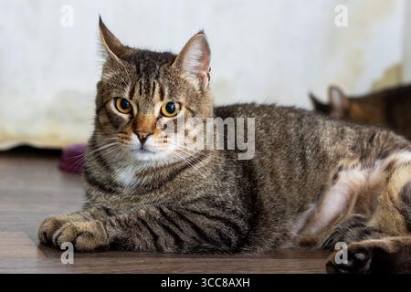 Eine flauschige Katze liegt bequem auf dem Boden und blickt mit neugierigen Augen und zuckenden Barthaaren in die Kamera Stockfoto
