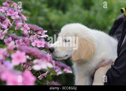Golden Retriever Welpe zu Hause in Sussex, Großbritannien Stockfoto