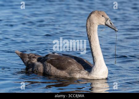 Juvenile Mute Swan (Cygnet), die auf der Suche nach Blue Lake sind Stockfoto