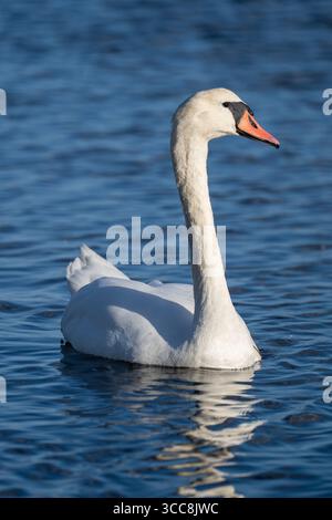 Stummer Schwanenflug auf dem Blue Lake mit Reflexion – Seitenprofil Stockfoto