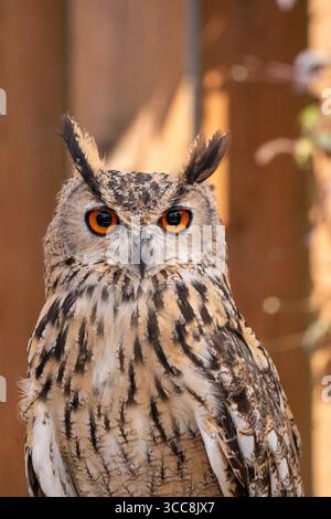 Frontalporträt mit orangefarbenen Augen Stockfoto