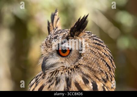 Eurasische Uhu Nahaufnahme mit markantem Orangenauge Stockfoto