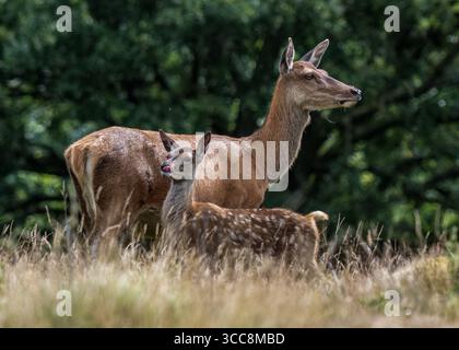 Rotwild und Wade Stockfoto