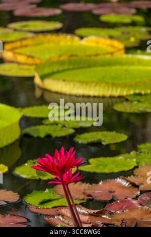 Ein lebendiges und farbenfrohes Bild von Lilienpads, die auf dem Wasser schweben, mit einer einzelnen, leuchtend rosa Blüte, die vor einem Hintergrund von abwechslungsreichem Grün A sichtbar ist Stockfoto