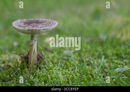 Einzelner Wildpilz, der in grünem Moos wächst Stockfoto