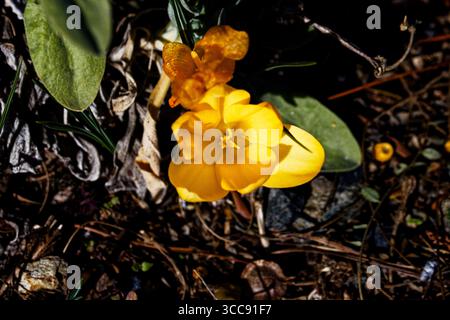 Crocus luteus Golden Yellow: Eine stark wachsende Knolle, die im Frühjahr große, leuchtend orange-gelbe Blüten hervorbringt. Stockfoto