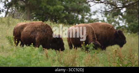 Eine Herde amerikanischer Bisons (Büffel) in Nebraska an der Great Plains. Stockfoto
