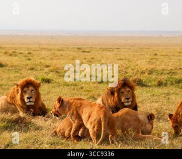 Eine Gruppe Löwen, die sich auf dem Gras der afrikanischen Savanne entspannen, sich in der Wärme der Sonne sonnen und einen friedlichen Moment zusammen genießen Stockfoto
