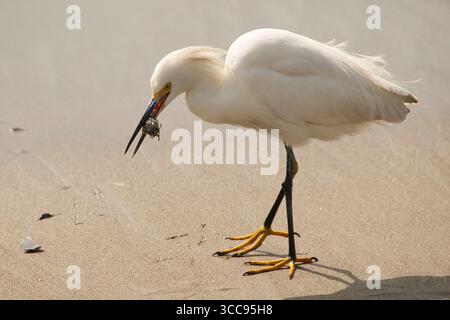 Großer Reiher oder östlicher Reiher, an der Küste fressen Meeresmuscheln, die sich im Sand verstecken Stockfoto