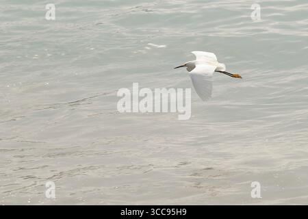 Großer Reiher oder östlicher Reiher, der tief über das Meer fliegt auf der Suche nach Nahrung Stockfoto