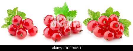 Sammlung von roten Johannisbeeren isoliert auf weißem Hintergrund. Stockfoto
