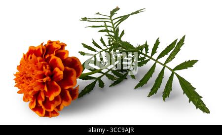 marigold isoliert auf weißem Hintergrund. Stockfoto
