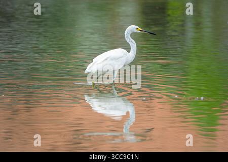 Eine schöne Aufnahme eines großen Reihers mit seiner Reflexion im Wasser Stockfoto
