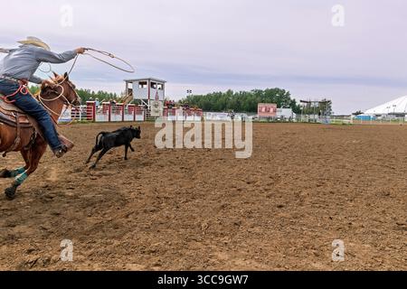 Cowboy zu Pferd versucht geschickt, ein Kalb in einem aufregenden Rodeo-Arena-Event während des Enoch Indian Rodeo Alberta Canada zu lassos Stockfoto