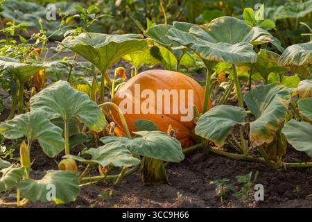 Reifer, orangener Kürbis auf Weinrebe, umgeben von grünen Blättern im sonnigen Garten, Symbol für ökologischen Anbau, Herbsternte und natürliche Nahrungsmittelproduktion Stockfoto