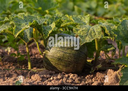Unreifer grüner Kürbis, der auf Weinreben zwischen großen Blättern im sonnigen Garten wächst, symbolisiert ökologische Landwirtschaft, frische Produkte und nachhaltige Landwirtschaft Stockfoto