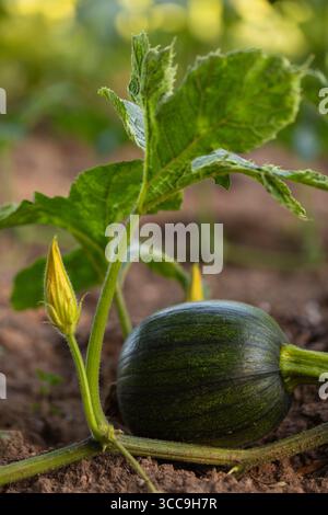 Junger grüner Kürbis auf Reben mit Blättern und Knospen, die im Gartenboden wachsen, ökologischer Landbau und Konzept einer nachhaltigen Landwirtschaft Stockfoto