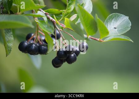 Eine Nahaufnahme zeigt eine Gruppe dunkler, runder Aronia-Beeren, die an einem Zweig mit grünen Blättern hängen. Stockfoto