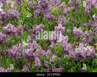 Üppige Gruppen duftender lila Fliederblüten, die einen üppigen Syringa vulgaris-Busch in voller Frühlingsblüte bedecken. Stockfoto