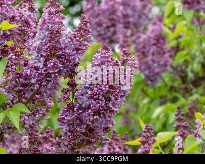 Ovale violett-violette Knospen und einfache lilafarbene Blüten, die an einem Frühlingsstrauch Syringa vulgaris blühen Stockfoto