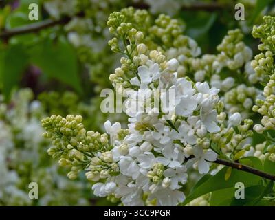 Haufen cremiger Knospen und zart weißer Einzelblüten, die auf einem Syringa vulgaris-Sträucher im Frühling blühen. Flieder blühende Pflanze Stockfoto