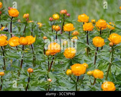 Leuchtend orange Blüten von Trollius asiaticus in voller Blüte. Auch bekannt als asiatischer Globeflower. Eine auffällige mehrjährige Pflanze, die in Wiesen, Feuchtgebieten, an gefunden wird Stockfoto